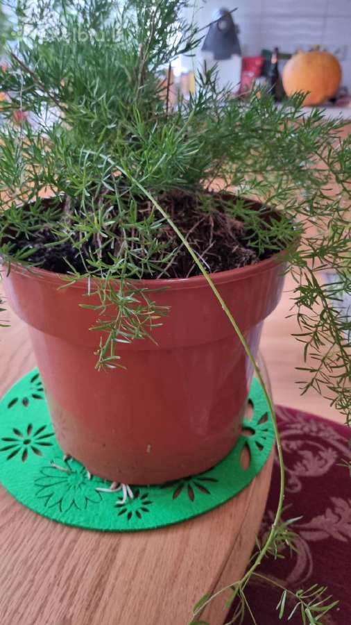 Parduodu asparagusa