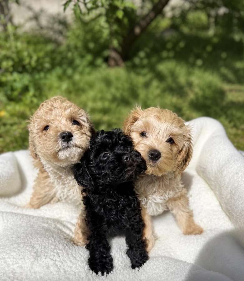 Cockapoo šuniukai