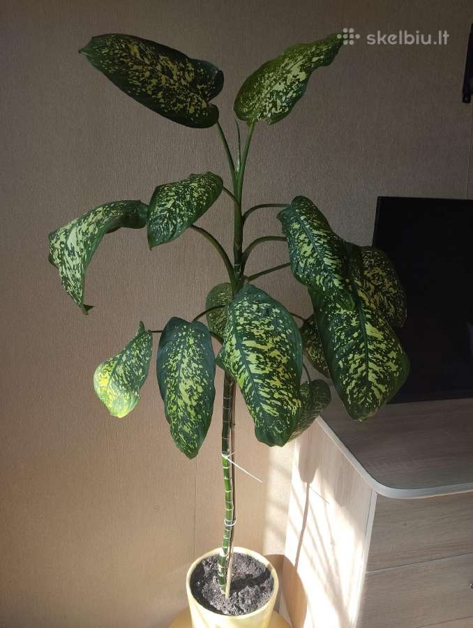 Diefenbachija