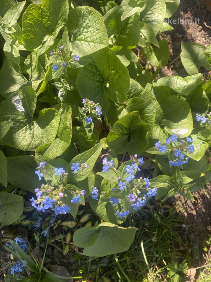 Sidabrinė ir žalialapė brunera - nuotraukos Nr. 4