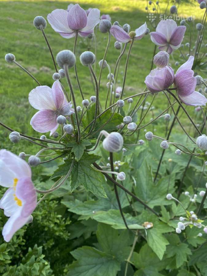 Japoninė plukė - nuotraukos Nr. 2