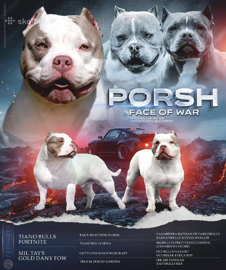 American bully pocket