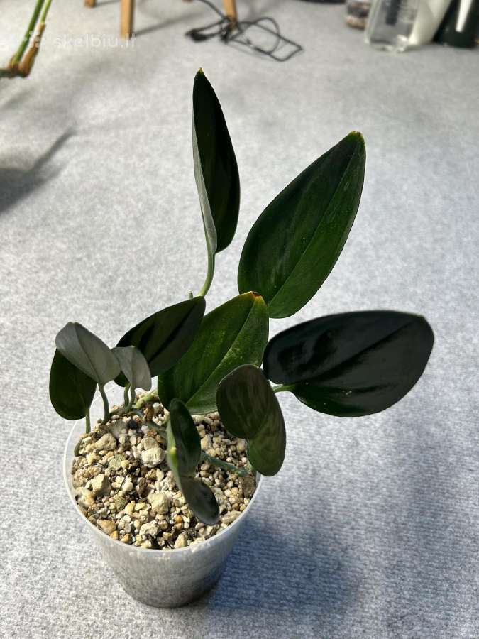 Scindapsus treubii Dark Form