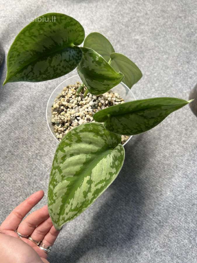 Scindapsus Exotica