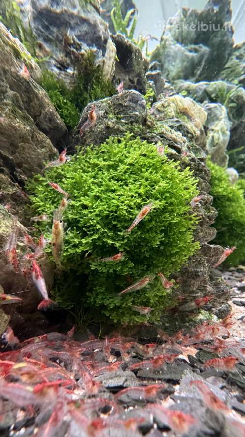 Riccardia Chamedryfolia Coral Moss