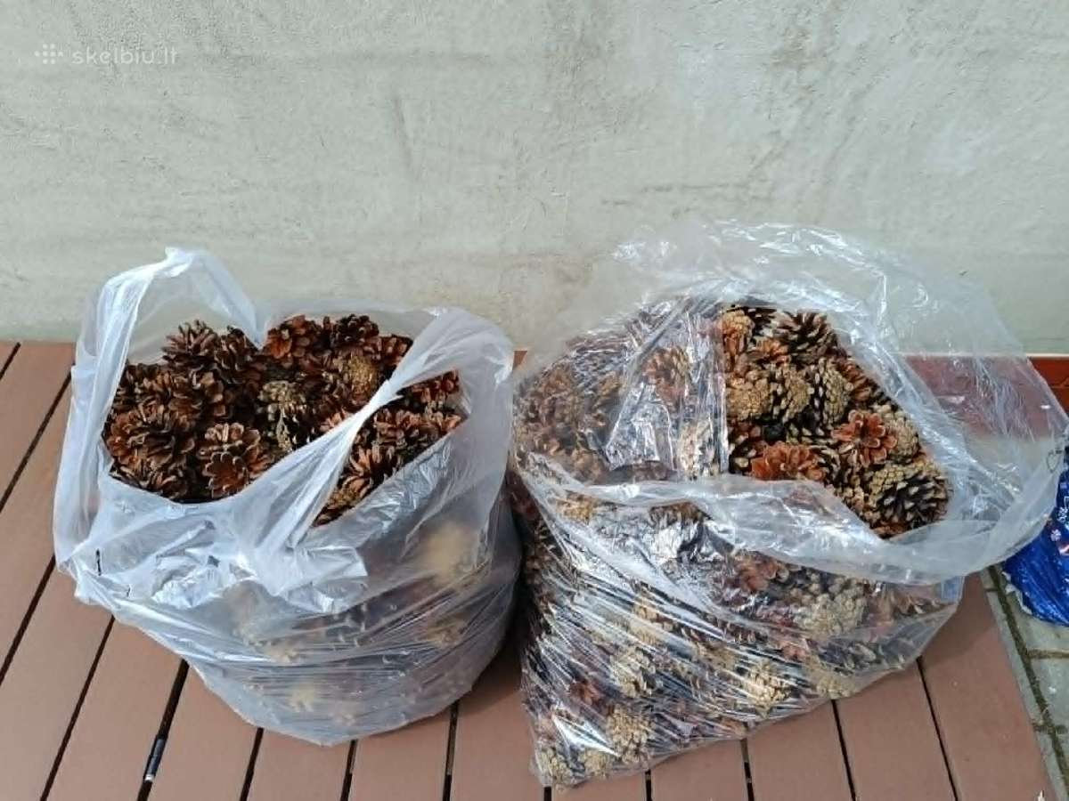 Švarūs, gražūs pušų kankorėžiai