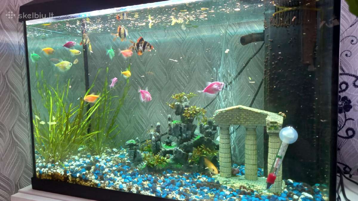 Akvariumą 70lt.
