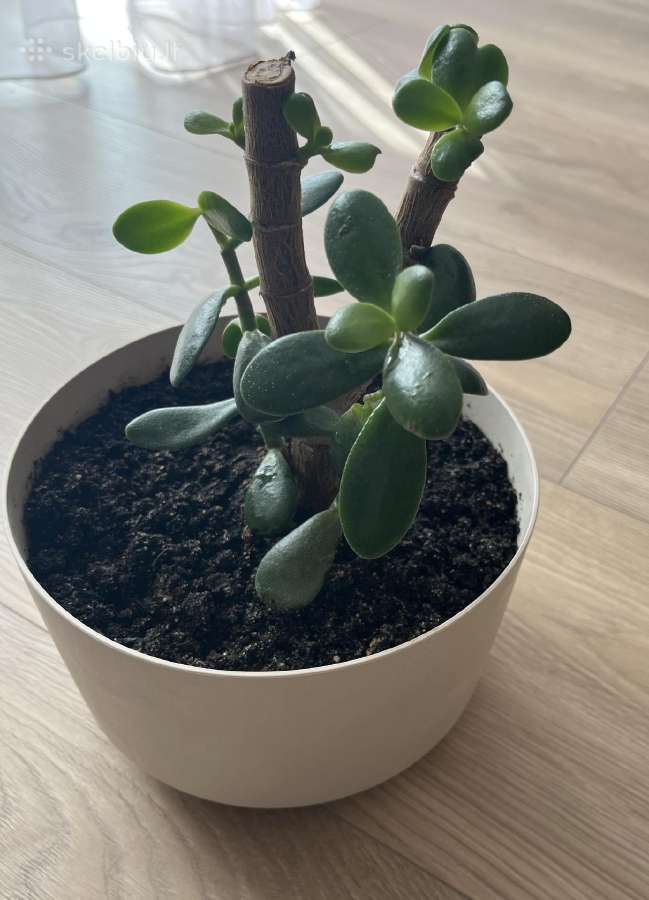 Pinigų medelis Storalapis (Crassula)