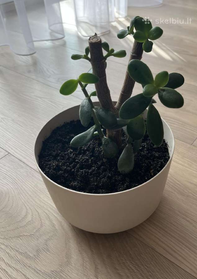 Pinigų medelis Storalapis (Crassula) - nuotraukos Nr. 2