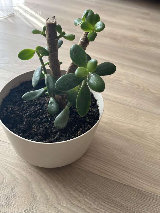 Pinigų medelis Storalapis (Crassula) - nuotraukos Nr. 3
