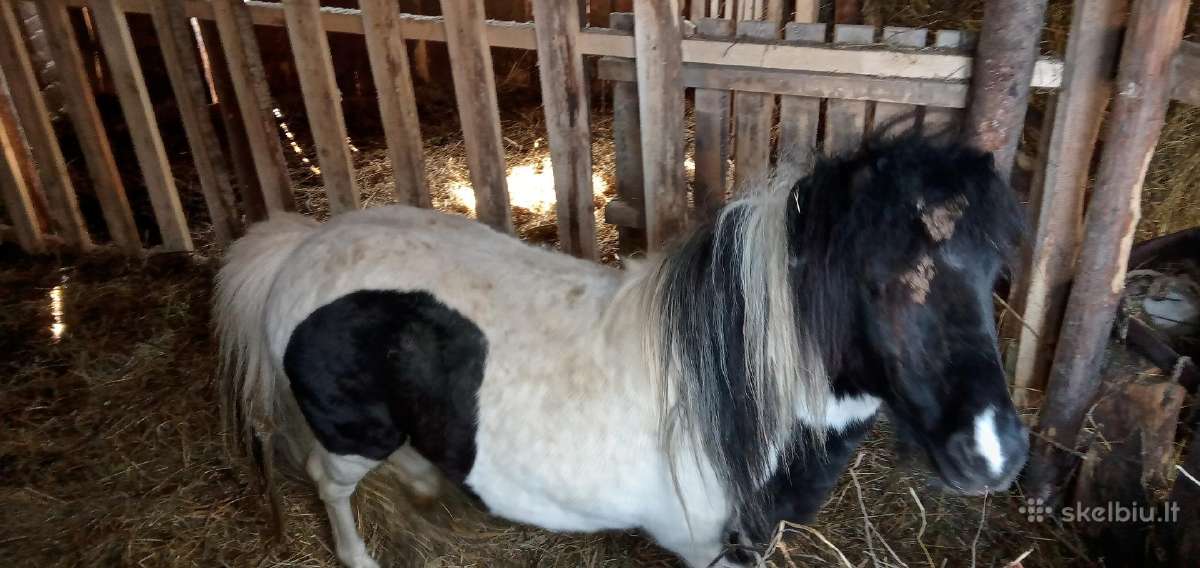 Parduodu Poniuka . Domina įvairūs keitimai.į Auto.