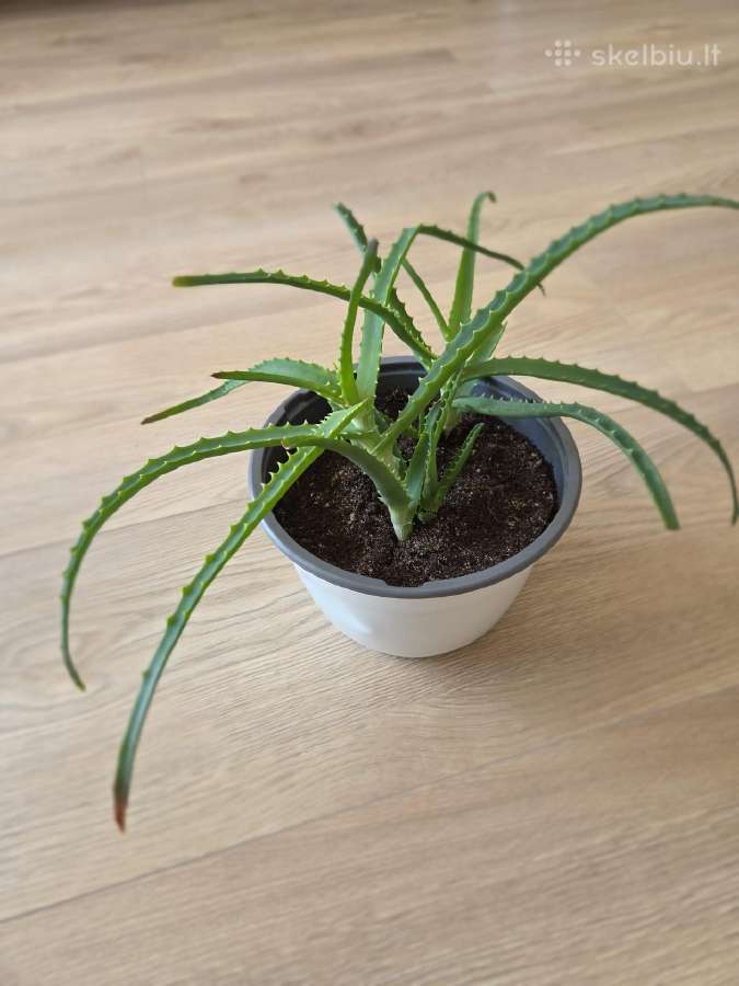 Alijošius/ alavijas/ aloe vera