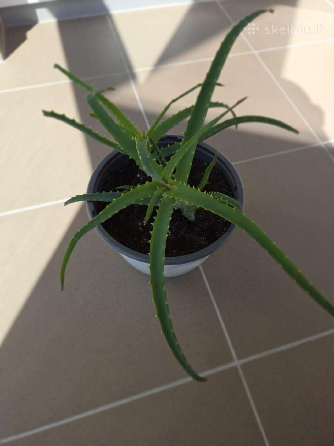 Alijošius/ alavijas/ aloe vera - nuotraukos Nr. 2
