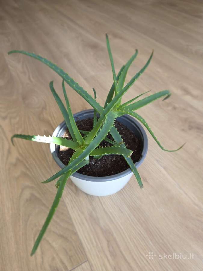 Alijošius/ alavijas/ aloe vera - nuotraukos Nr. 3