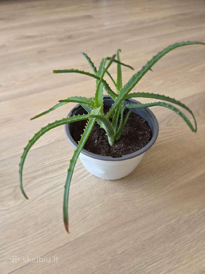 Alijošius/ alavijas/ aloe vera - nuotraukos Nr. 4