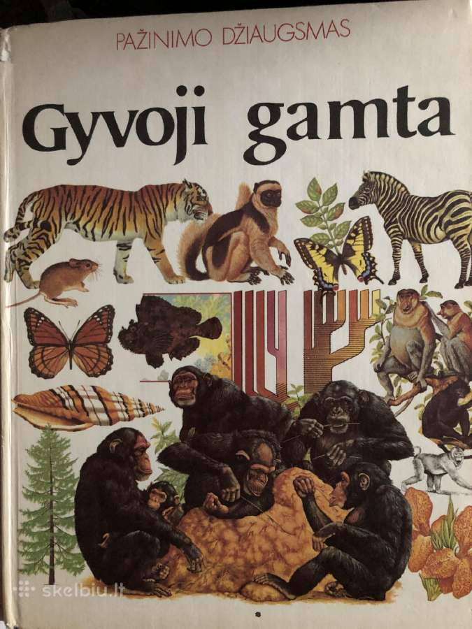 Knyga