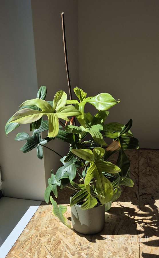 Philodendron Florida ghost