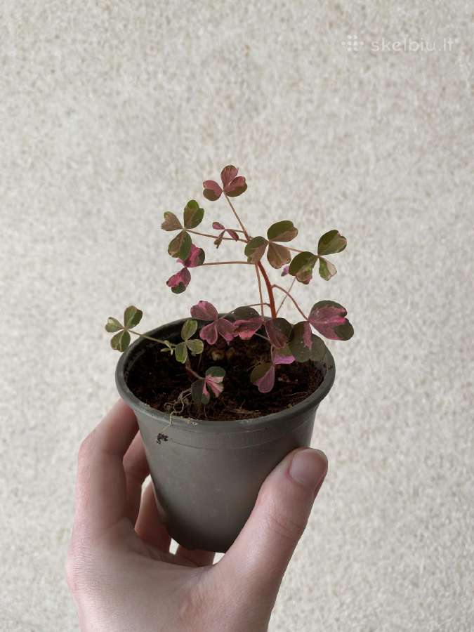 Oxalis vulcano pink