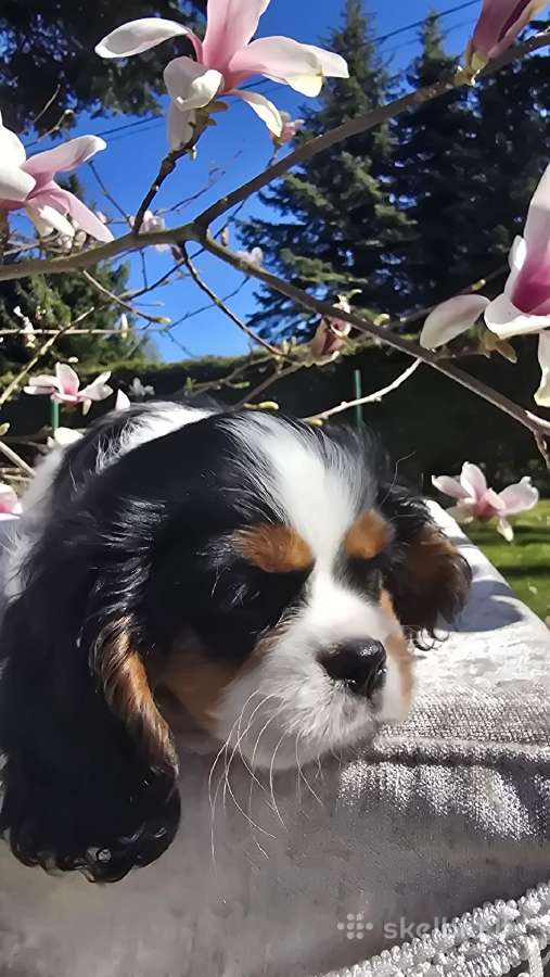 Kavalieriaus Karaliaus Karolio spanielis