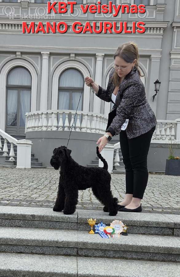 Kerry Blue Terrier (Keribliūterjetas)
