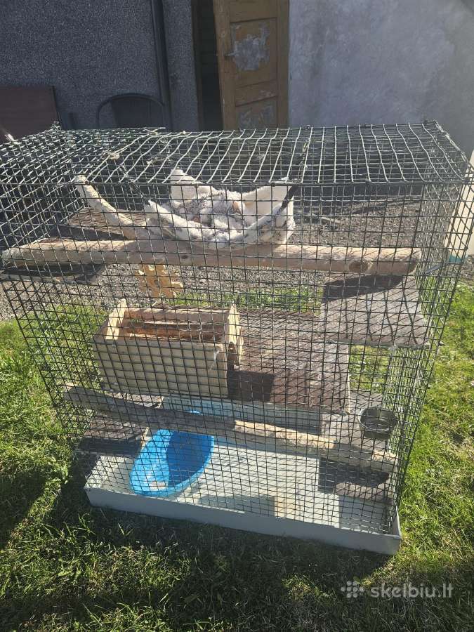 Parduodu erdvų šinšilos / degu / graužiko narvą su - nuotraukos Nr. 2