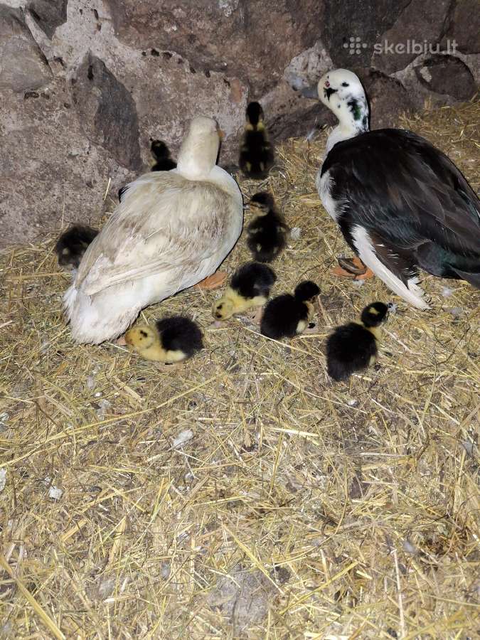Bantaminių ančių ančiukai (call duck)