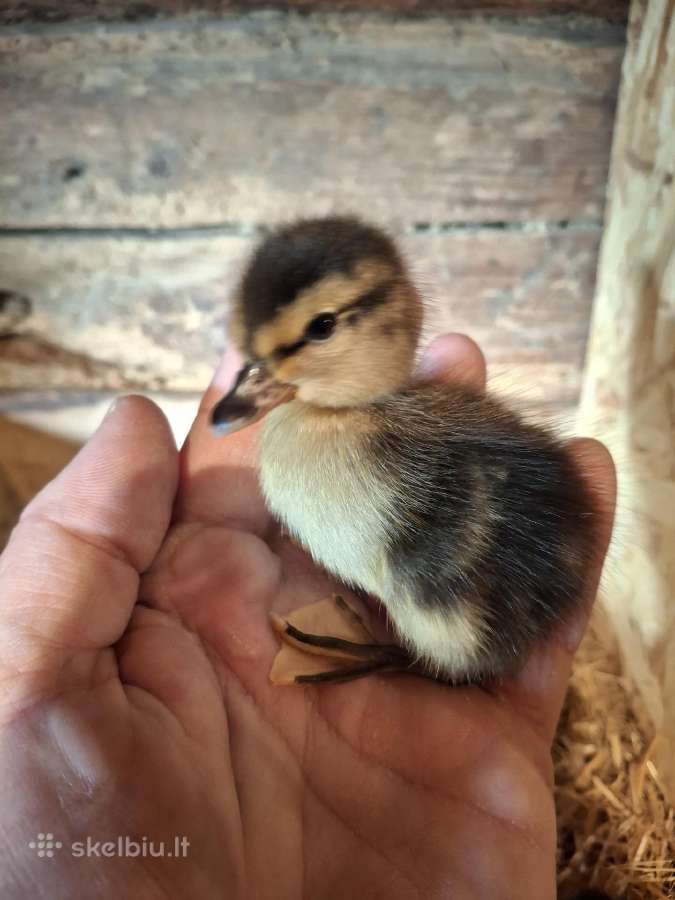 Bantaminių ančių ančiukai (call duck) - nuotraukos Nr. 3