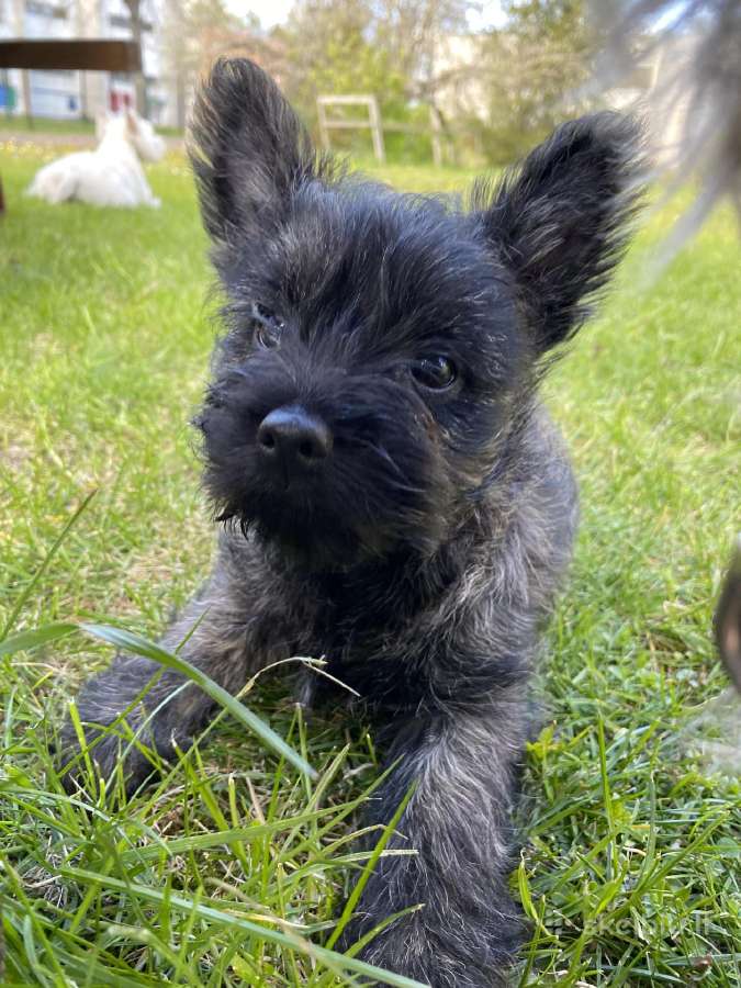 Kerno terjerai (Cairn Terrier)