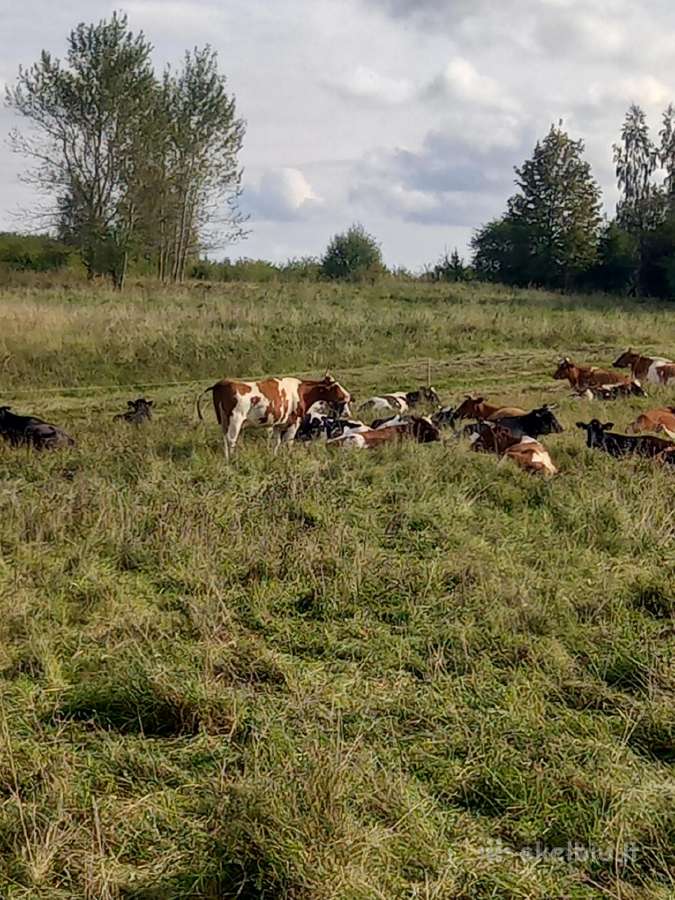 Parduodu pieniniu karviu banda ir pienines telyc. - nuotraukos Nr. 2