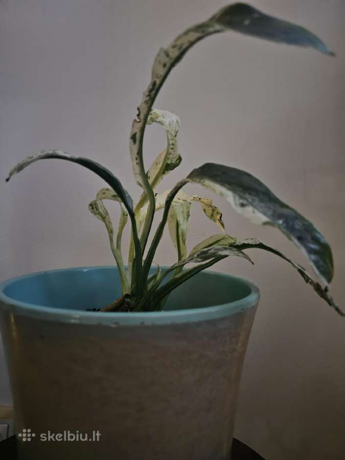 Rhaphidophora puberula 'Variegata'