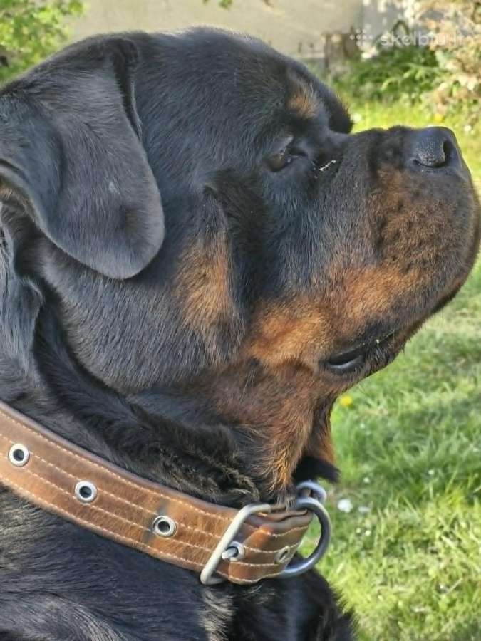 Žavus patinas ieško simpatiškos patelės