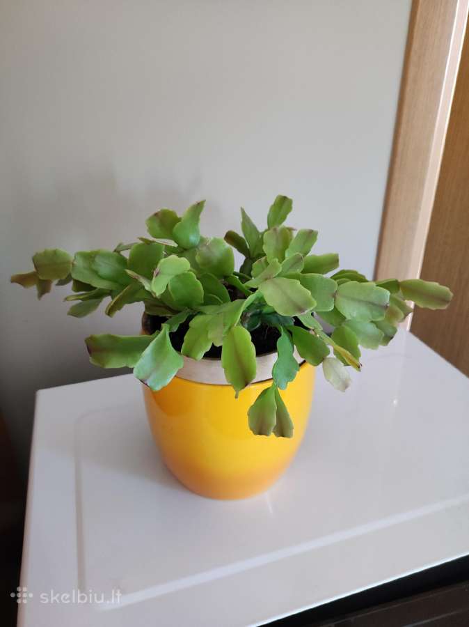 Gėlė Šliumbergera (Schlumbergera)