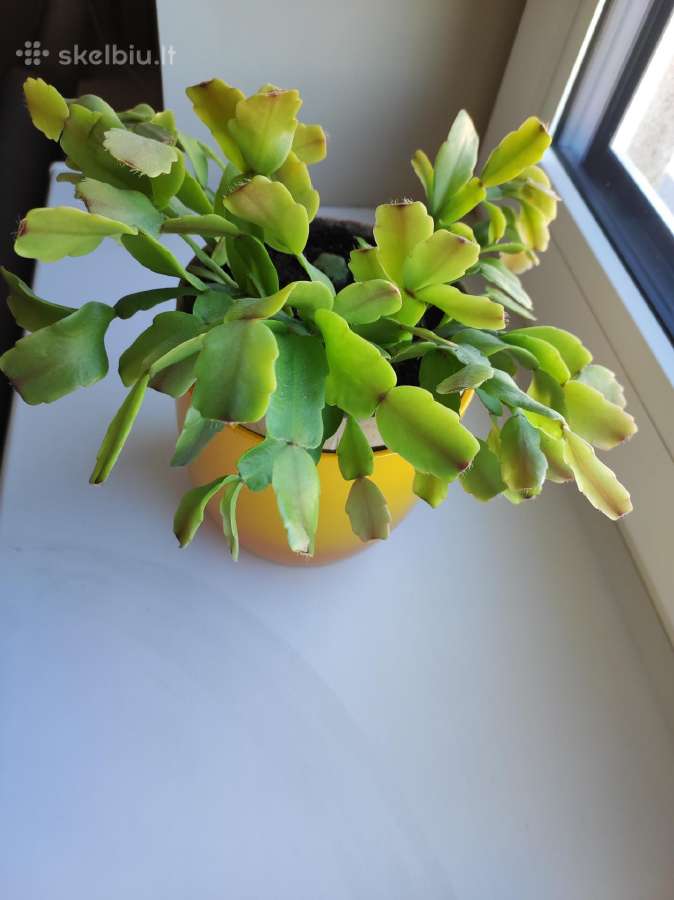 Gėlė Šliumbergera (Schlumbergera) - nuotraukos Nr. 2