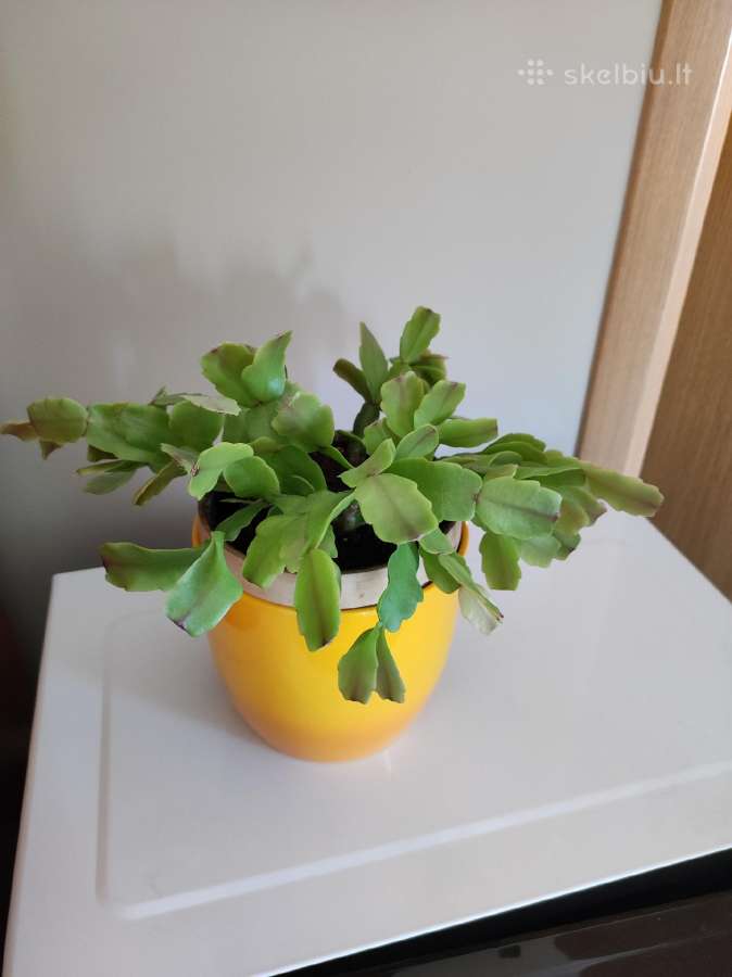 Gėlė Šliumbergera (Schlumbergera) - nuotraukos Nr. 3