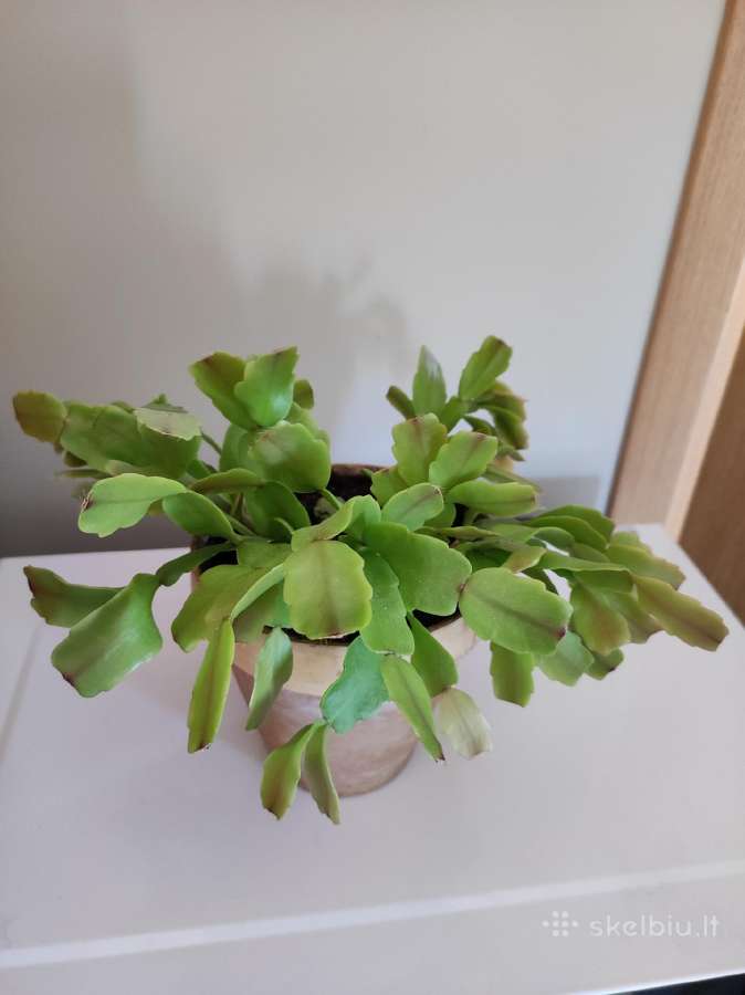 Gėlė Šliumbergera (Schlumbergera) - nuotraukos Nr. 4