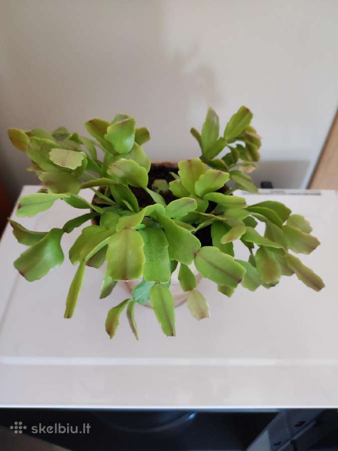 Gėlė Šliumbergera (Schlumbergera) - nuotraukos Nr. 5