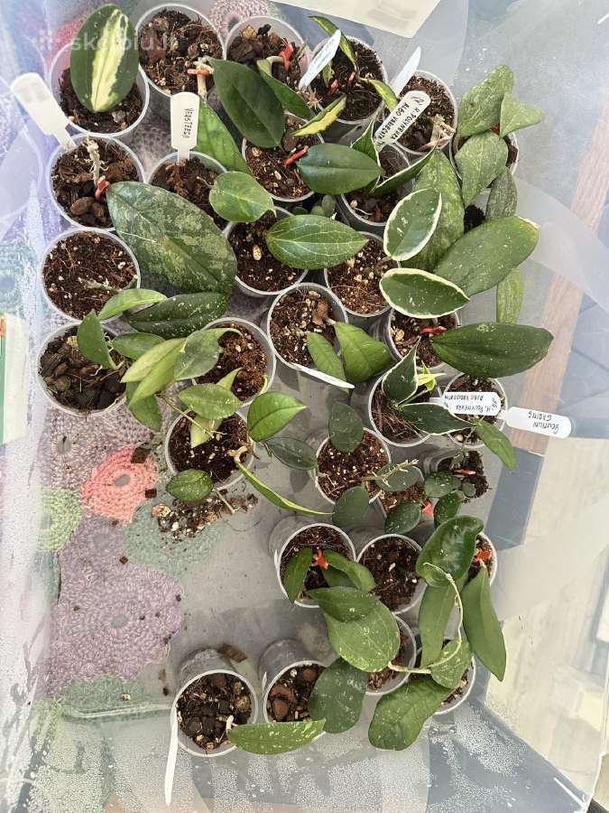 Hoya (vaškuoles )