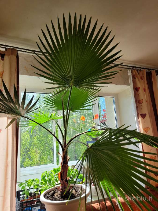 Vėduoklinė palmė Washingtonia