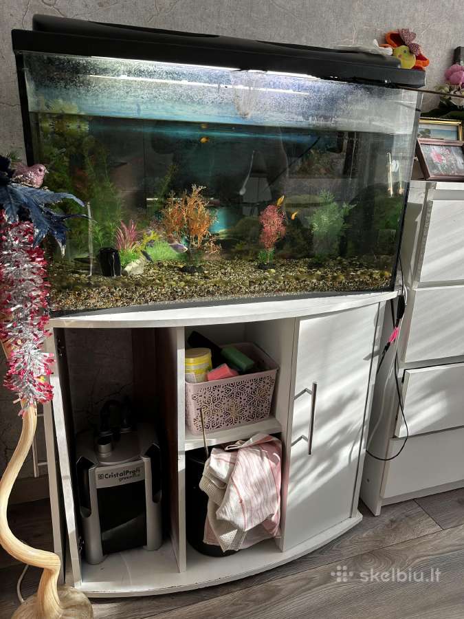 Akvariumas su žuvytėmis