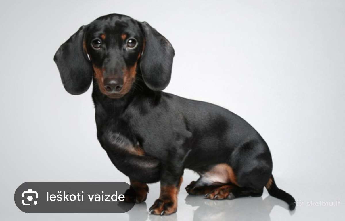Ieškome takso šuniuko