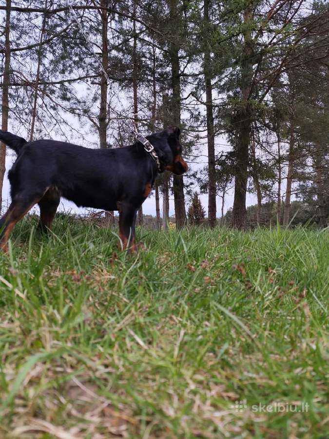 Parduodu šuniuką - nuotraukos Nr. 2