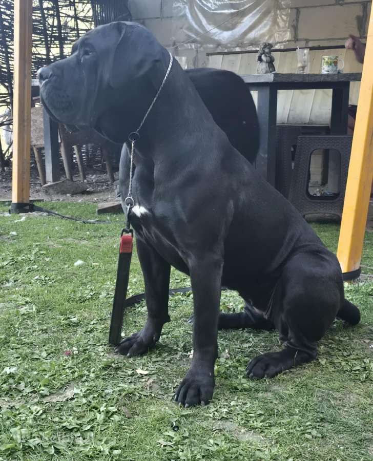 Kanaru dogai(presa Canario)laukiama vada