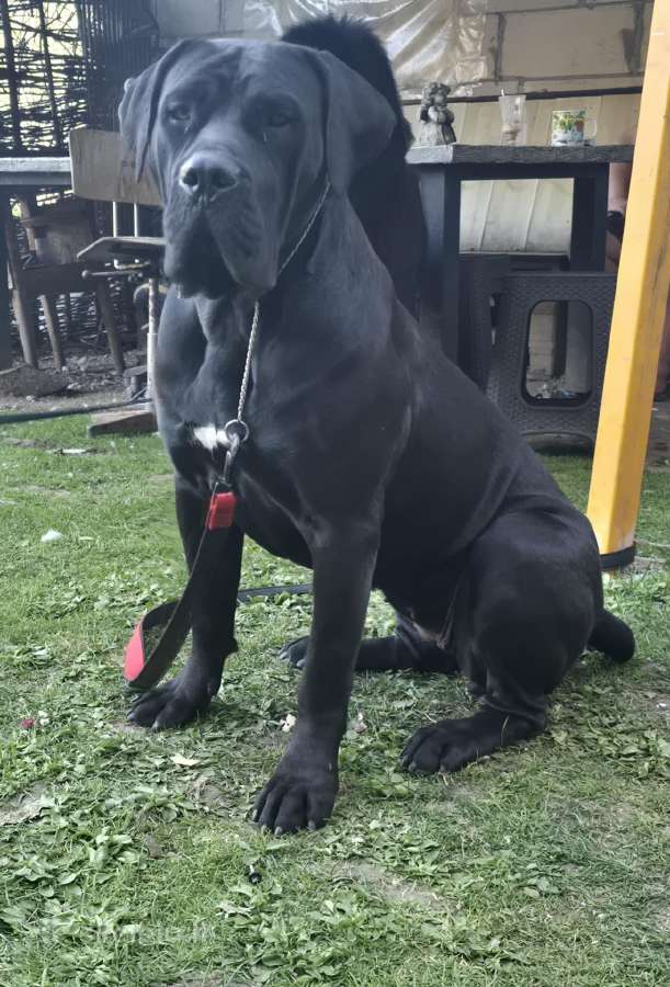Kanaru dogai(presa Canario)sulaukėme vados - nuotraukos Nr. 3