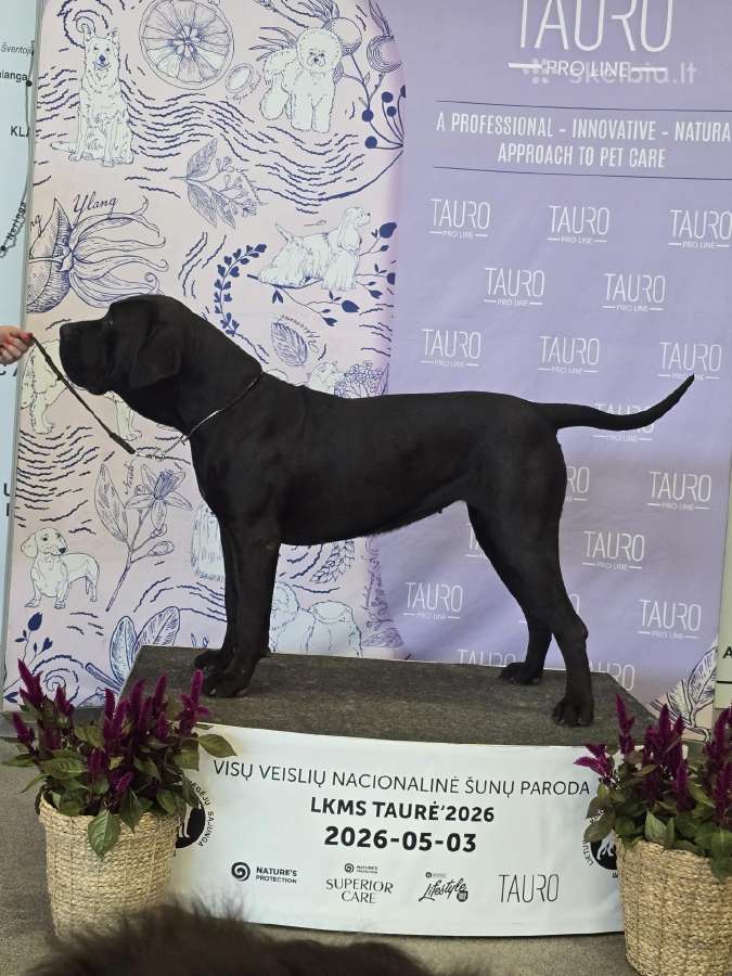 Kanaru dogai(presa Canario)sulaukėme vados - nuotraukos Nr. 5