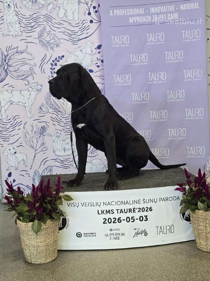 Kanaru dogai(presa Canario)sulaukėme vados - nuotraukos Nr. 7