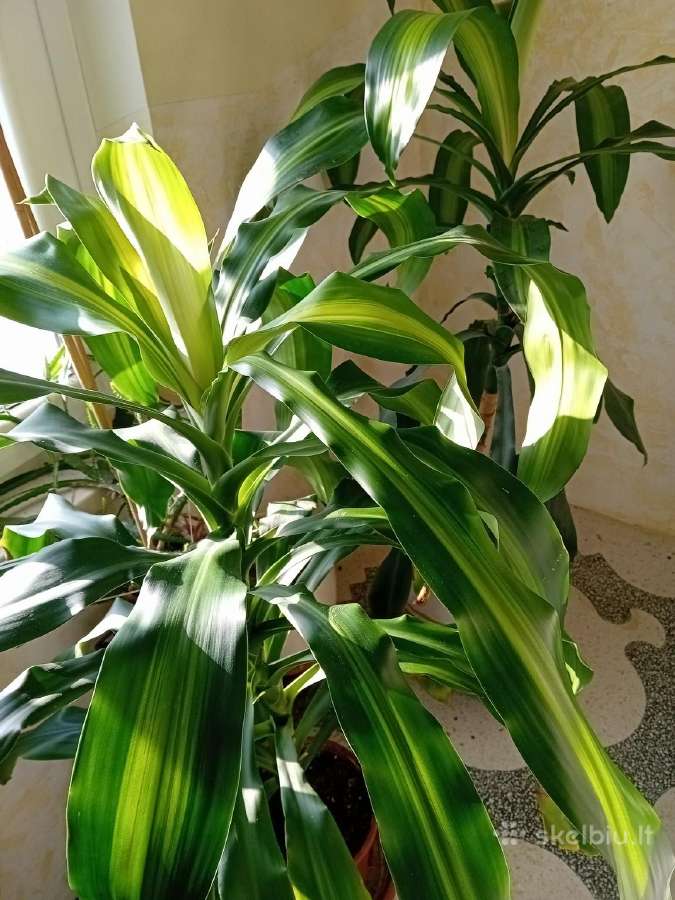 Kvapioji dracena 120cm (2 vnt)