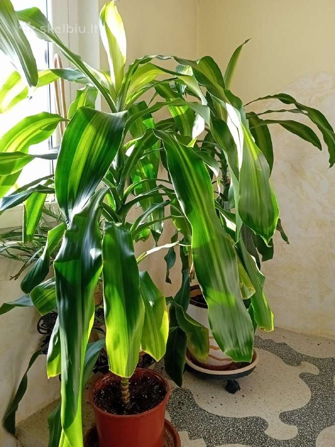 Kvapioji dracena 120cm (2 vnt) - nuotraukos Nr. 2