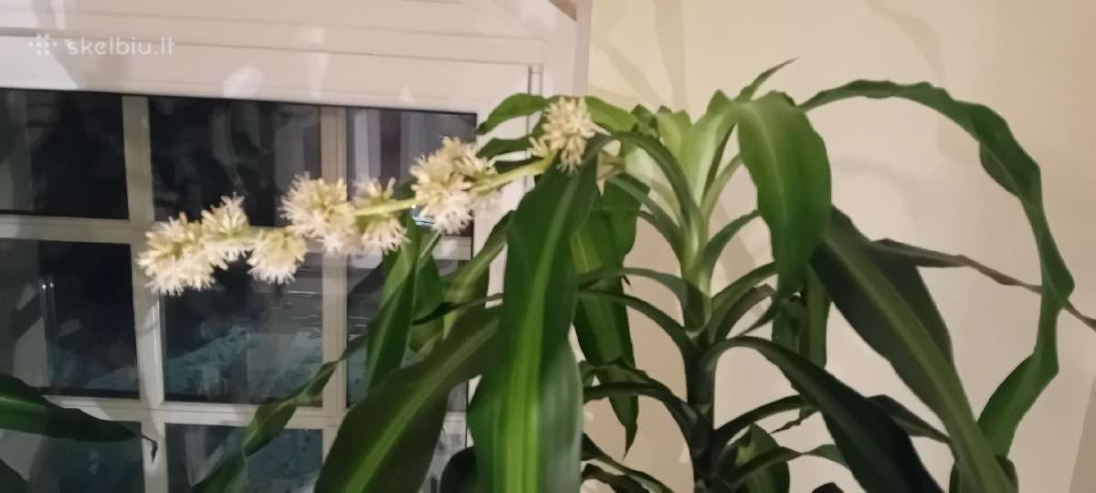 Kvapioji dracena 120cm (2 vnt) - nuotraukos Nr. 3