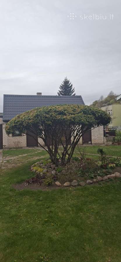 Gyvatvorių karpymas. Jonava, Kaunas, Ukmergė - nuotraukos Nr. 29