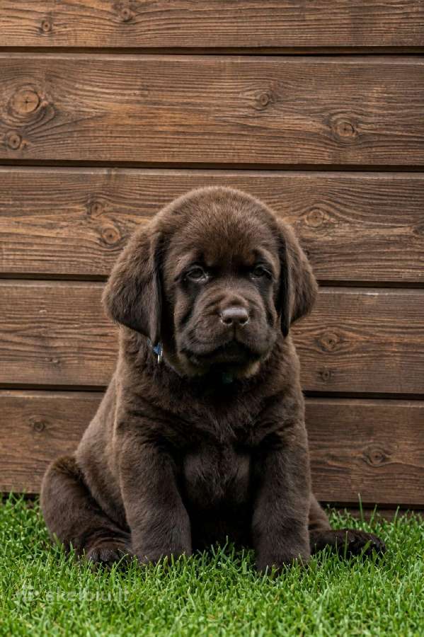 Šokoladiniai Labradoro Retriveriai - nuotraukos Nr. 4